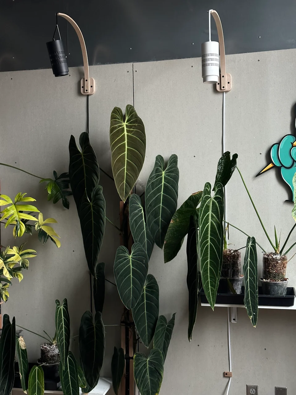 Elevate Your Indoor Jungle